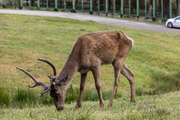 Red deer
