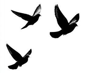 Obraz premium Three black birds in flight against white