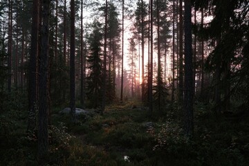 Naklejka premium Sunlight filtering through a misty pine forest at dawn