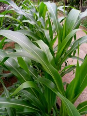 Obraz premium lily of the valley