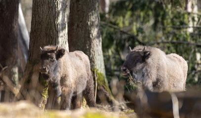 Two European Cison(Bison bonasus) calves in sunlight