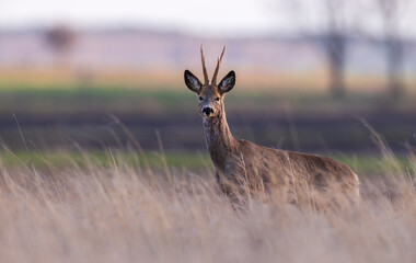 Roe Deer(Capreolus capreolus) male in sunset light