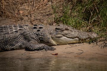 crocodile river bank lurking creek