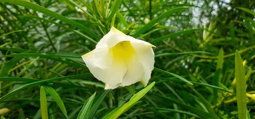 Light YellowThevetia Peruviana Flower Bloom on a Green Nature Background