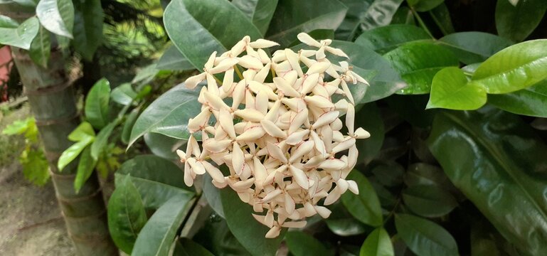 White Ixora Flowers Full Bloom on a Green Nature Background