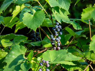 An unripe bunch of grapes on a vine.