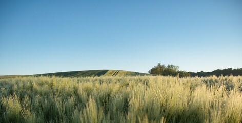 field of wheat