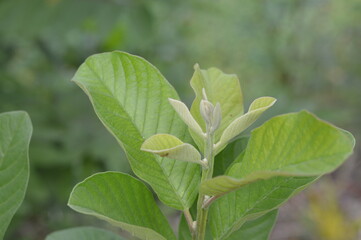 Close up of young guava leaf shoots with natural green color, ideal for organic farming, herbal medicine, and eco friendly lifestyle concepts.