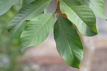 Fresh tropical guava leaves with vibrant green color and visible veins, captured in natural sunlight for nature, herbal medicine, and environmental themes.