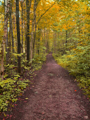 path in autumn forest