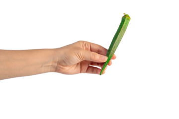 Fresh okra and hand isolated on transparent background