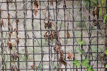Dry hops on a metal grid, withered plant in the garden