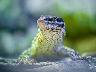 Portrait of a Ridge-tailed Monitor resting eyes closed in a terrarium. Varanus acanthurus,...