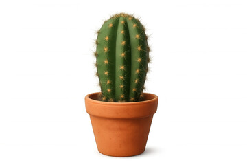 Realistic 3d rendered cactus growing in terracotta pot, transparent background, suitable for graphic design needs