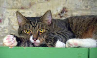A tabby cat with white paws and chest lies stretched out forward and looks intently straight into...