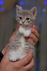 A charming gray and white kitten with soft fluffy fur sits in the hands of a person. 