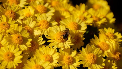 yellow chrysanthemum flowers in autumn in the garden