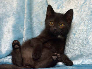 A charming black kitten with shiny fur and amber eyes sits in a funny pose against a soft blue...