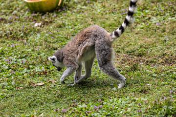 Ring-tailed lemur