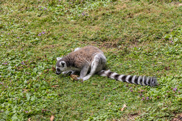 Ring-tailed lemur