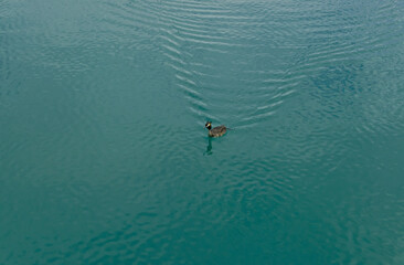 view of great crested grebe with its wake in the turquoise lake water