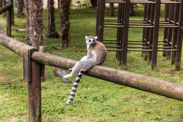 Ring-tailed lemur