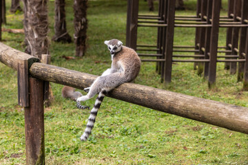 Ring-tailed lemur