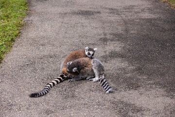 Ring-tailed lemur