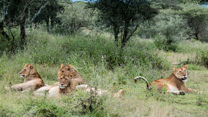 Pride of Lions Resting in Grassland
