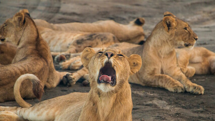 Young lion yawning in Pride