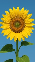 Obraz premium Vibrant sunflower against clear sky.