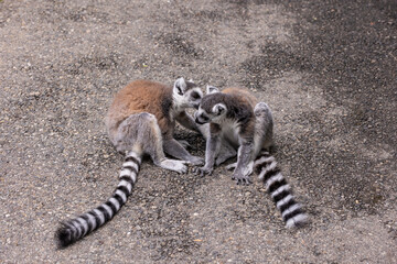 Ring-tailed lemur
