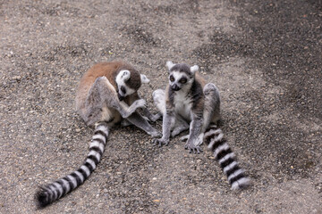 Ring-tailed lemur