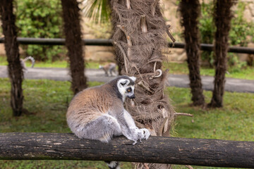 Obraz premium Ring-tailed lemur