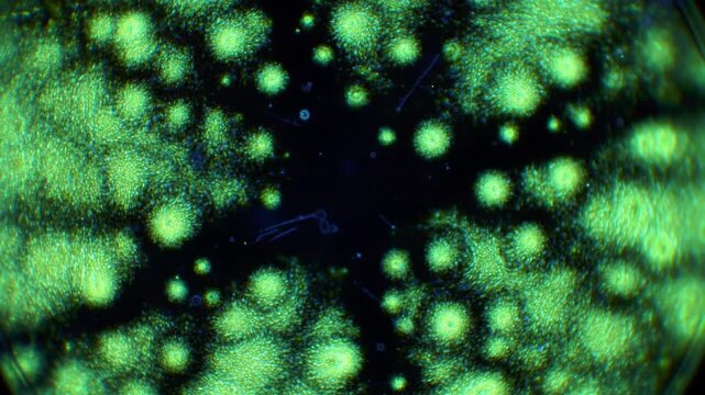 Bacterial Bloom Loop in Petri Dish - Watch Colonies Expand and Reset in a Unique Microbial Cycle