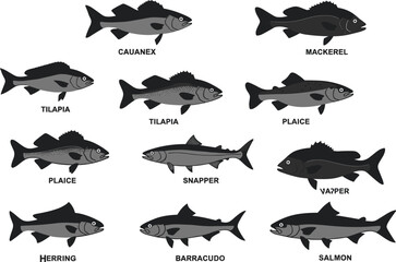 A collection of various fish species, including mackerel, salmon, and snapper, with their names, showcasing a diverse range of aquatic life.