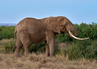 Large Tusker Elephant Standing in Dry Grassland at Amboseli National Park, Kenya