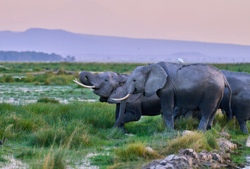 Fototapeta premium Elephants Drinking from Wetlands at Sunset in Amboseli National Park, Kenya