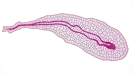 Fototapeta premium Anatomy & Physiology A dorsal root ganglion microstructure, isolated on white, with sensory neurons labeled for histology and nerve injury research