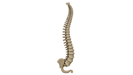 Anatomy & Physiology A human vertebral column, full-length from skull to sacrum, displayed on a white background with curvature lines marked for scoliosis (2)