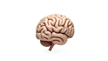 Anatomy & Physiology A pediatric brain model, isolated on white, highlighting developmental differences, gyri, and sulci for pediatric neurology and (2)