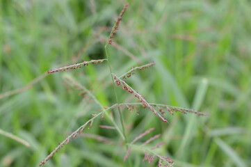 Close up of Eriochloa procera grass with purple seeds and green stems, perfect for botanical, ecological, and agricultural concepts.