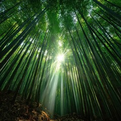 Fototapeta premium Sunbeams in Japanese Bamboo Forest, tranquility, nature wallpaper