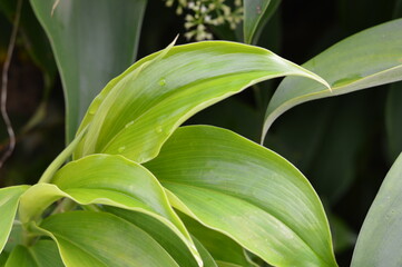 Close up of fresh green leaves with dew drops, showing vibrant color, smooth texture, and natural curves, perfect for botanical and nature themes.