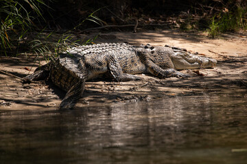 crocodile reptile river dangerous lurking