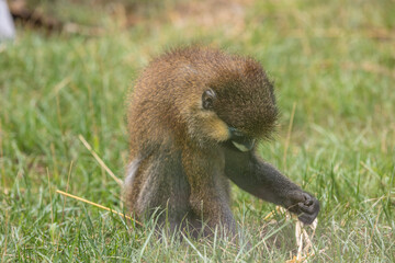 Moustached guenon