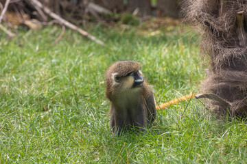 Moustached guenon