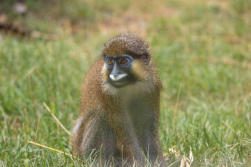 Moustached guenon