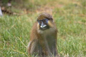 Moustached guenon