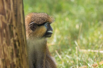Moustached guenon
